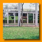Frenchman's Swimming Pool and Club House Quan Loi - 1967