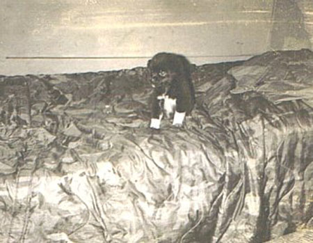 RCor 37