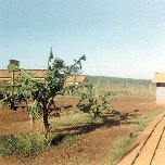 Bananna Trees Quan Loi JAskman Photo