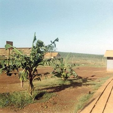 Quan Loi HHB Bannana Trees JAskman Photo